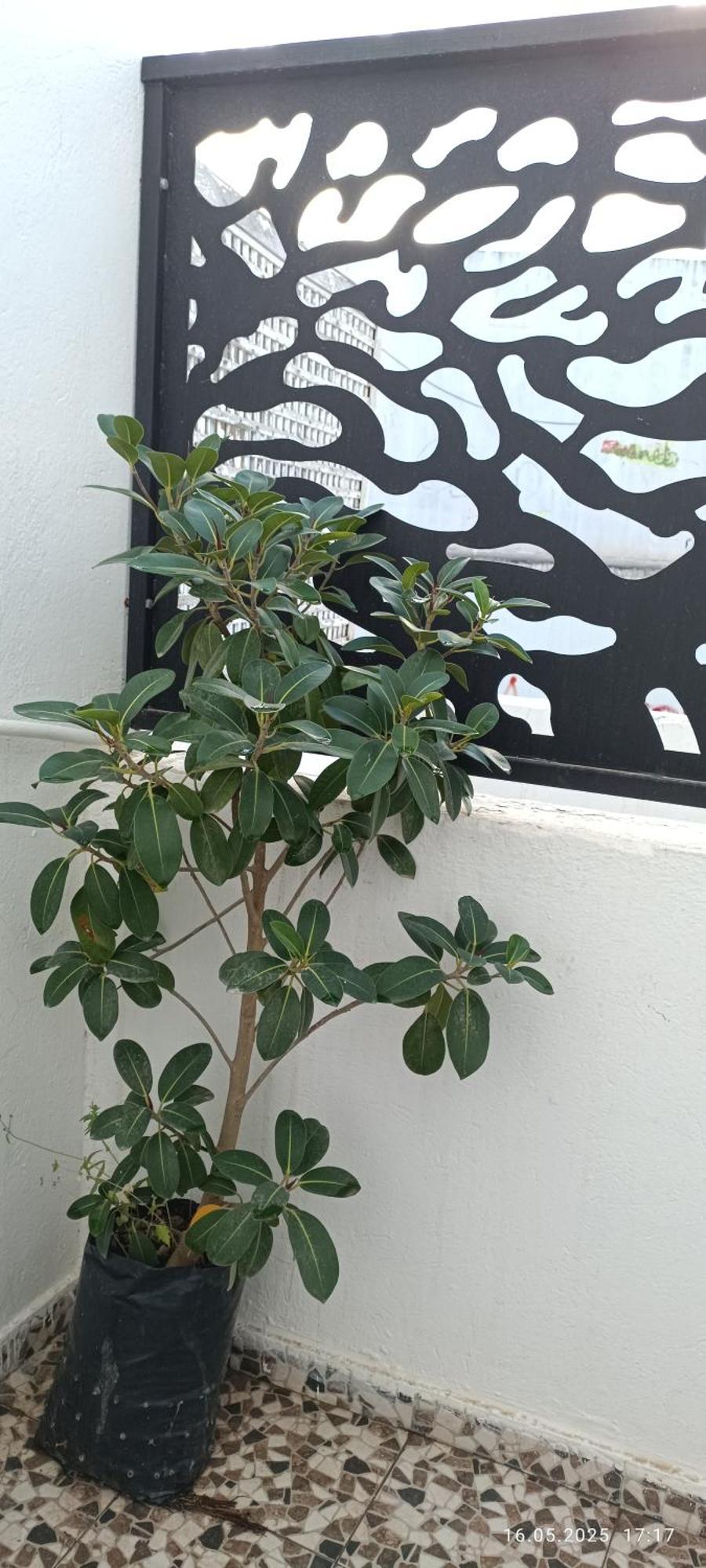 Residence Debbabi Sans Coupure D'Eau المنستير الغرفة الصورة